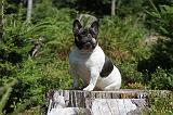 BOULEDOGUE FRANCAIS 072